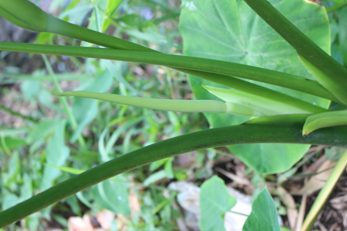 Colocasia esculenta (L.) Schott